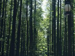 -山王坪喀斯特国家生态公园