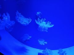 -福州罗源湾海洋世界旅游区