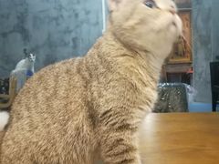 -猫色咖啡·猫咖