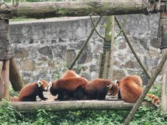 -都江堰中华大熊猫苑