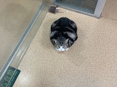 -芭比堂宠物医院·全科爱猫医院·仁德分院