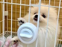 -南京宠物基地·宠物狗宠物猫售卖(南京店)