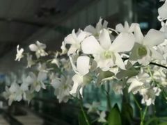 -曼谷素万那普国际机场