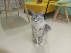 -猫在这儿猫咪咖啡馆·撸猫馆