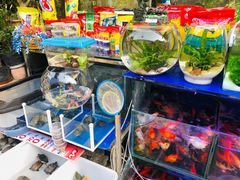 -曲阳花鸟市场(曲阳路店)