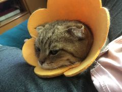 -伟伟宠物医院·CT影像中心·瑞派犬猫综合性门诊(汉口总院)