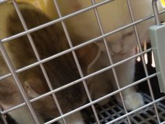 -喵百万·布偶·蓝金金渐层英短·猫舍(百子湾店)