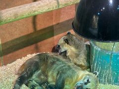 -萌宠奇缘(荣鼎店)