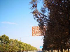 -大塘金香草谷
