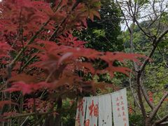 -广州市帽峰山景区