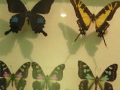 -上海昆虫博物馆