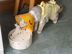 -伟伟宠物医院·瑞派猫友好医院·猫科(光谷店)