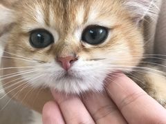 -lincat·猫舍(广州店)