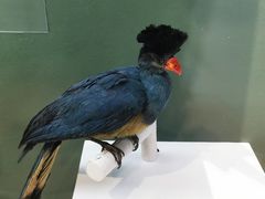 -国家自然博物馆