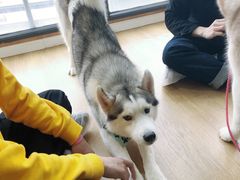 -Husky Go! 哈士奇体验馆·宠物咖啡厅狗咖