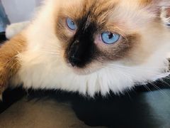 -喵屿·大理花园猫咖