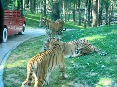 -北京野生动物园