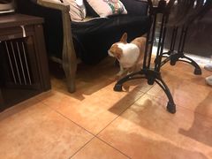 -more than meow吴止猫主题餐厅(承德 中船汇店)