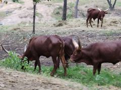 -清迈夜间动物园