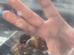 -中环花鸟鱼虫市场