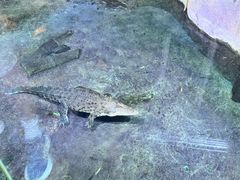 -迪拜水族馆及水下动物园