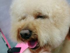 -宠福鑫康馨动物医院·骨科·眼科