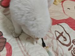 -半岛宠物医院24小时(科华中路店)