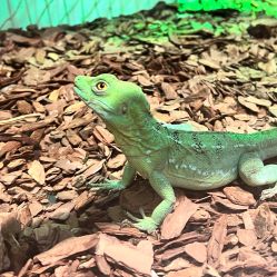 -Zoolung Zoolung动物主题公园(海信广场店)