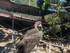 -西霞口神雕山野生动物世界