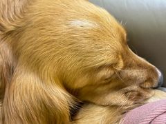 -美联众合动物医院·24h京西诊疗中心