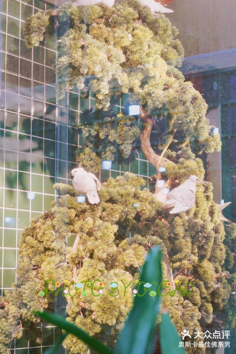 石岐乳鸽村想吃乳鸽必去的好地方