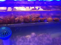 -韩京炭火烤肉自助料理(柯桥万达店)
