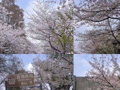 -鸡鸣寺