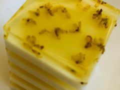 -渔民新村(番禺总店)