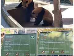 -中国大熊猫保护研究中心雅安碧峰峡基地