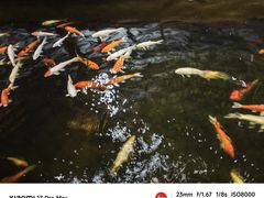 -侠成水上农庄(工业大道店)