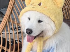 -星多哈·狗咖·拼豆·咖啡