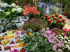 -双季花艺园艺市场(浦东店)