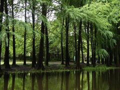 -上海共青森林公园