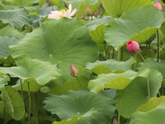-费孝通江村纪念馆
