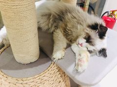 -藏猫猫咖啡主题馆(中央大道店)