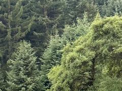 -鹞子沟国家森林公园