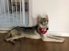 柠檬-Husky Go! 哈士奇体验馆·宠物咖啡厅狗咖