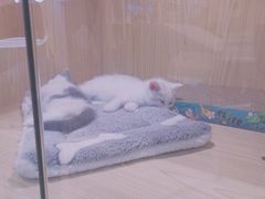 -屋虎猫馆(宝安大仟里店)