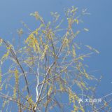在医院里面压盖的吗!好爱好爱爸爸发个娃,哦哦好
