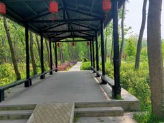 -合肥滨湖国家森林公园