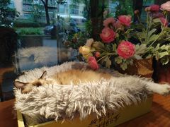 -李小姐の猫咖啡馆(五角场店)