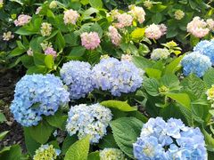 -上海共青森林公园