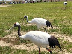 -盐城丹顶鹤湿地生态旅游区