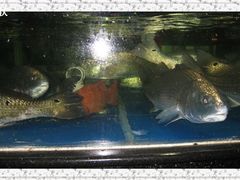 -神洲四海大酒楼(王府井澳门中心店)